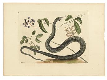 CATESBY, MARK. Six hand-colored engraved plates,